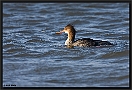 Middelste Zaagbek, Red-breasted Merganser, Mergus serrator Location: Lauwersoog, the Netherlands middelste zaagbek MG 9031 kopie